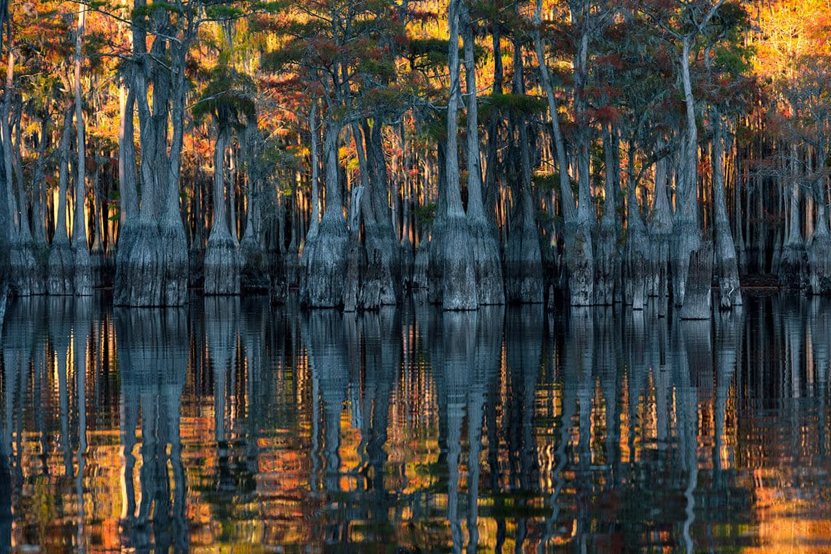 Southern Swamp